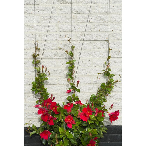 Nature Wire Trellis Sets For Climbing Plants 2 Pcs - Thomas 'Cocky' Hunter